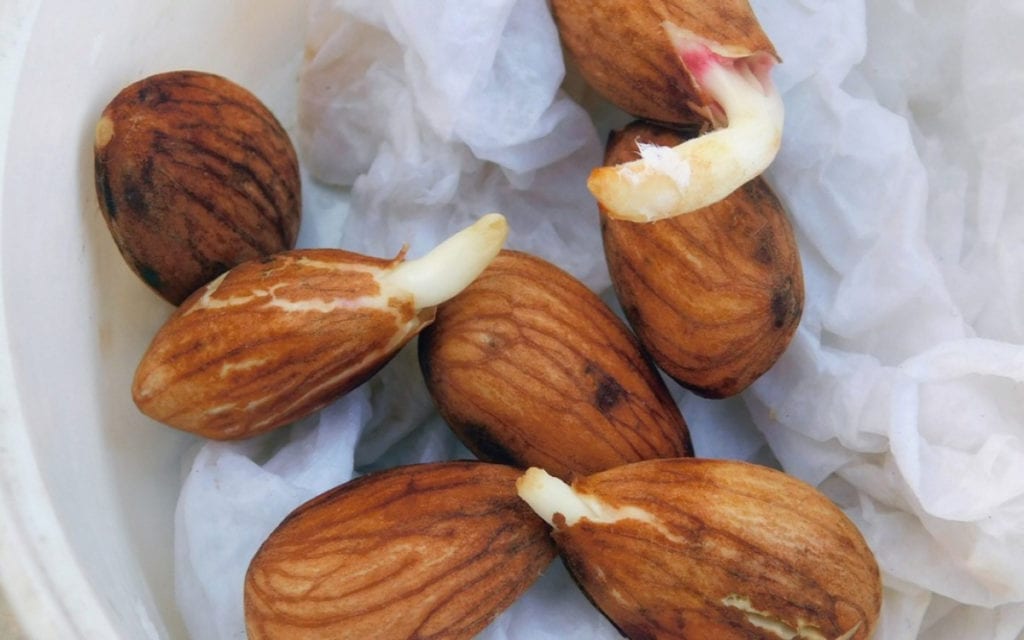 sprouted almonds 