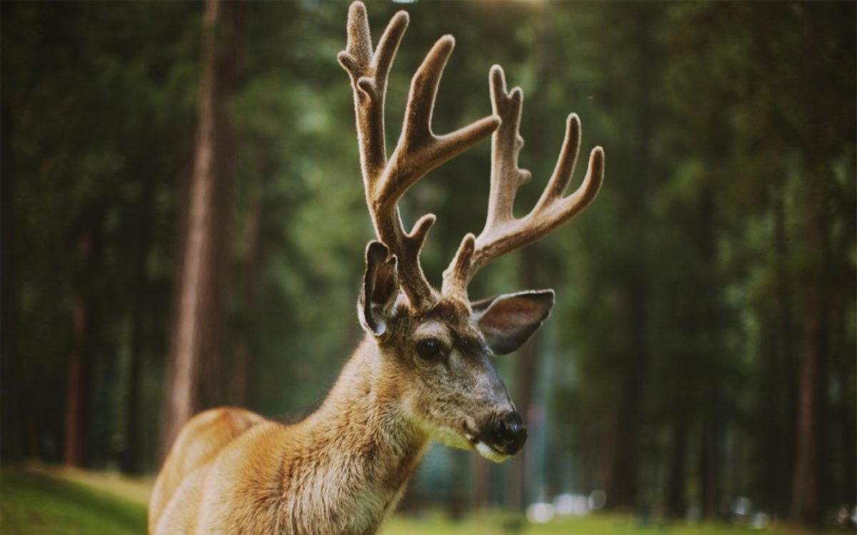 young deer with antlers