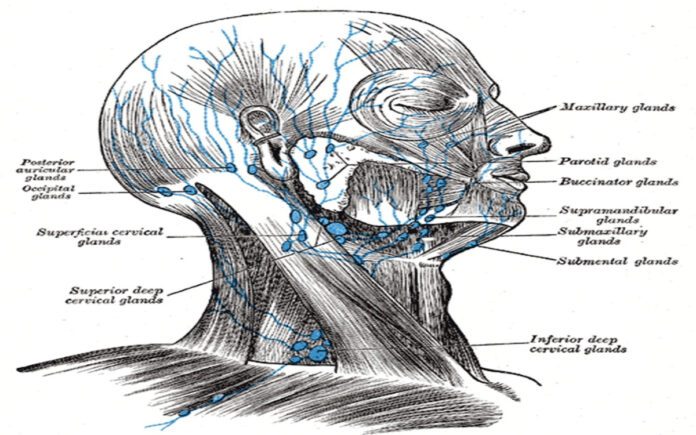 Discovery: The Lymphatic System And Its Neurological Connection 